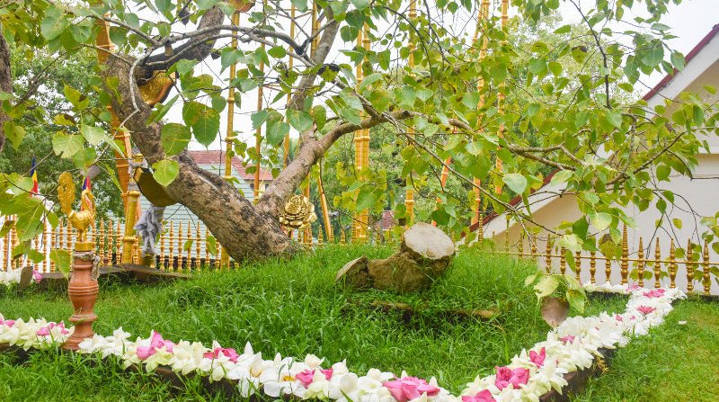 LC Holiday Tours Sri Lanka