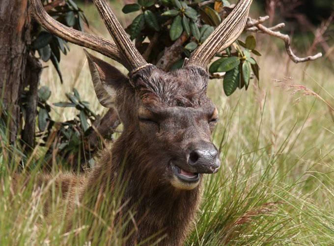 5-Day Adventure and Heritage Tour of Sri Lanka