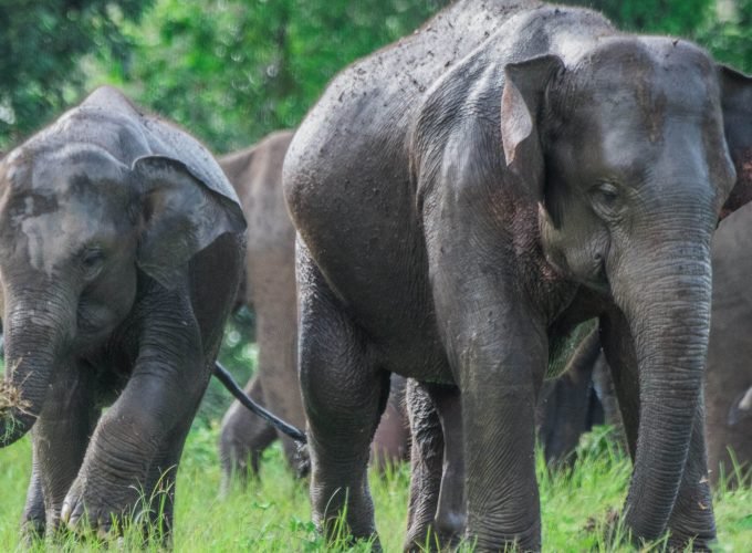 9-Day Cultural and Wildlife Adventure in Sri Lanka