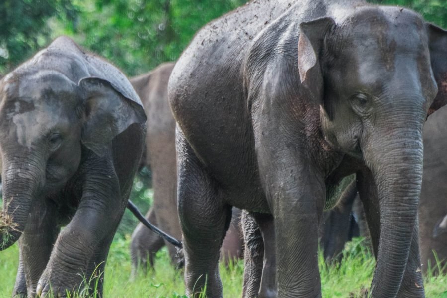 9-Day Cultural and Wildlife Adventure in Sri Lanka