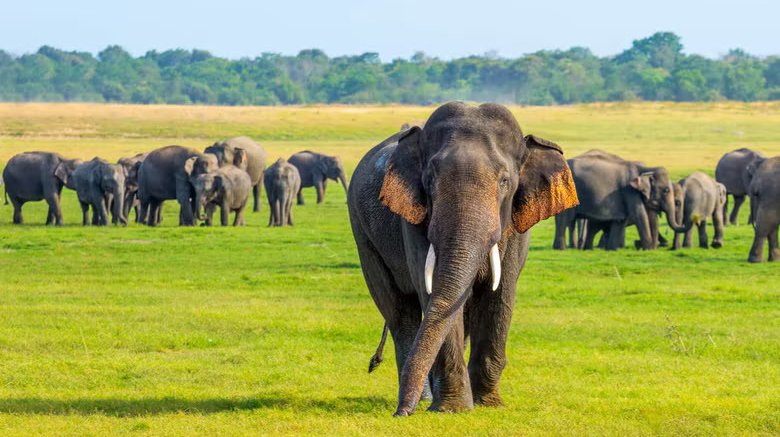 LC Holiday Tours Sri Lanka