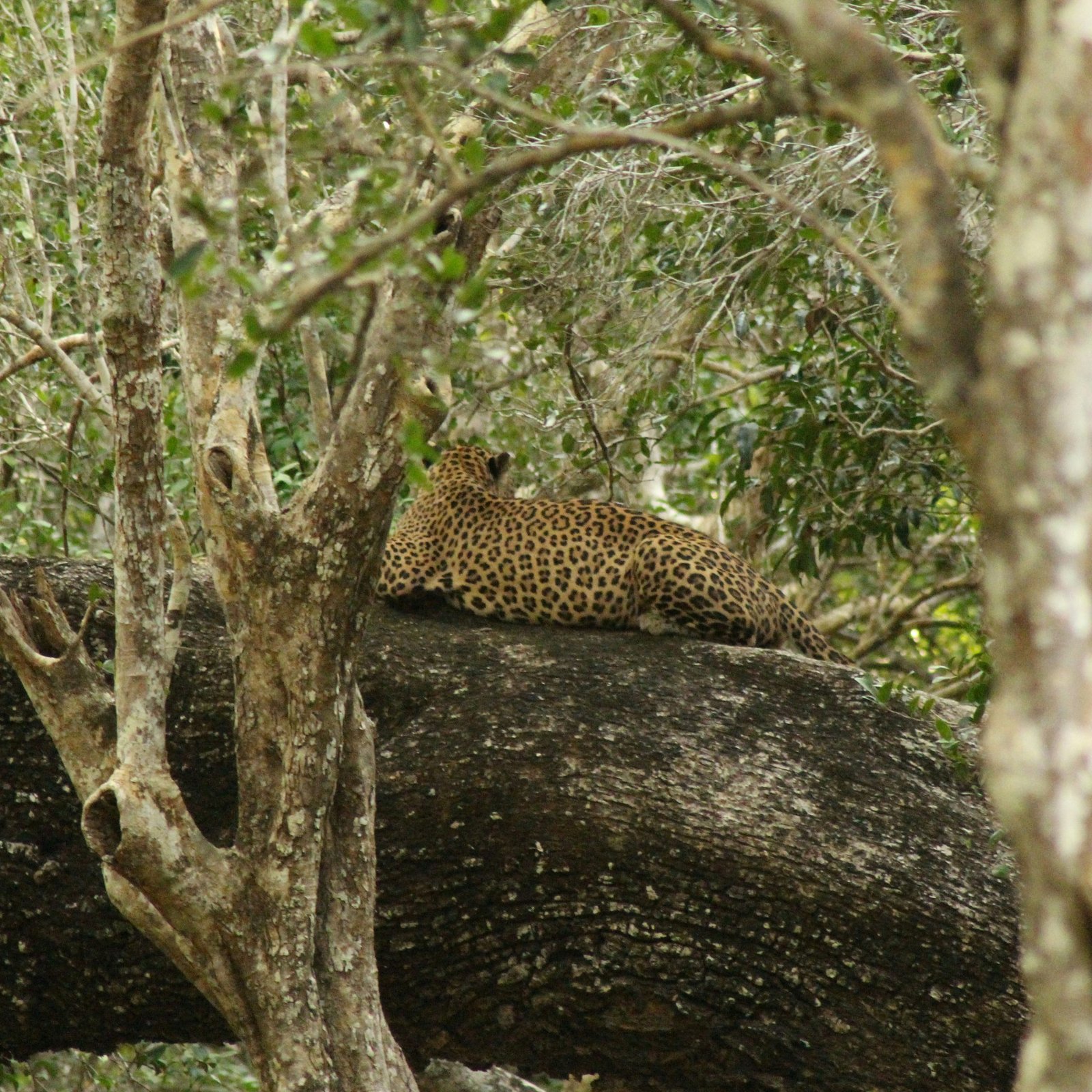 LC Holiday Tours Sri Lanka