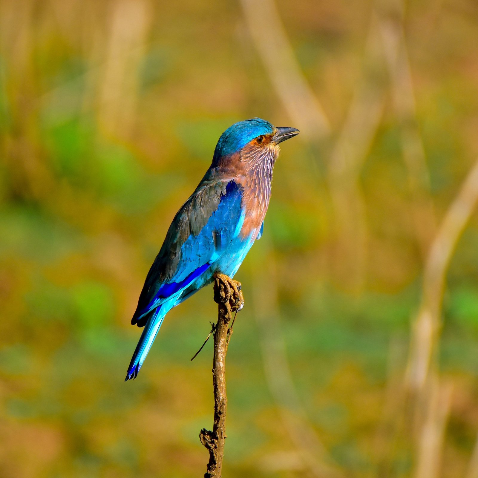 LC Holiday Tours Sri Lanka