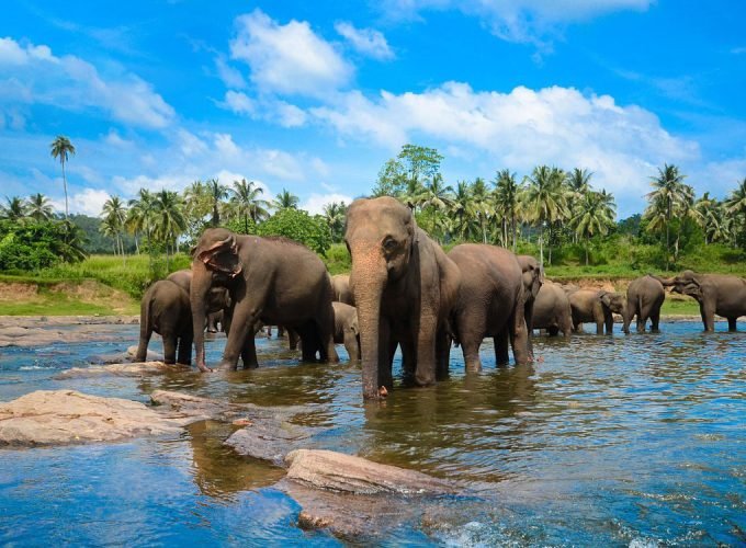 7-Day Cultural and Wildlife Expedition in Sri Lanka