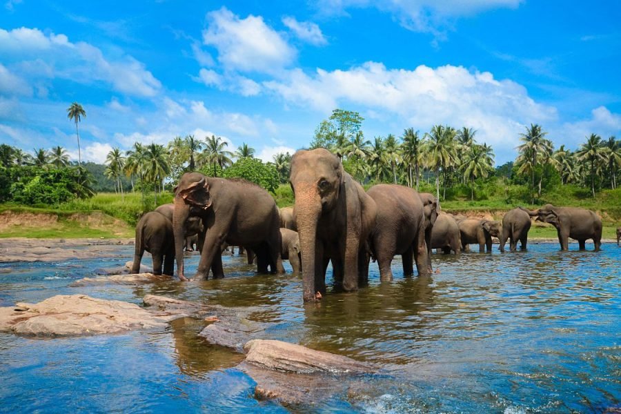 7-Day Cultural and Wildlife Expedition in Sri Lanka